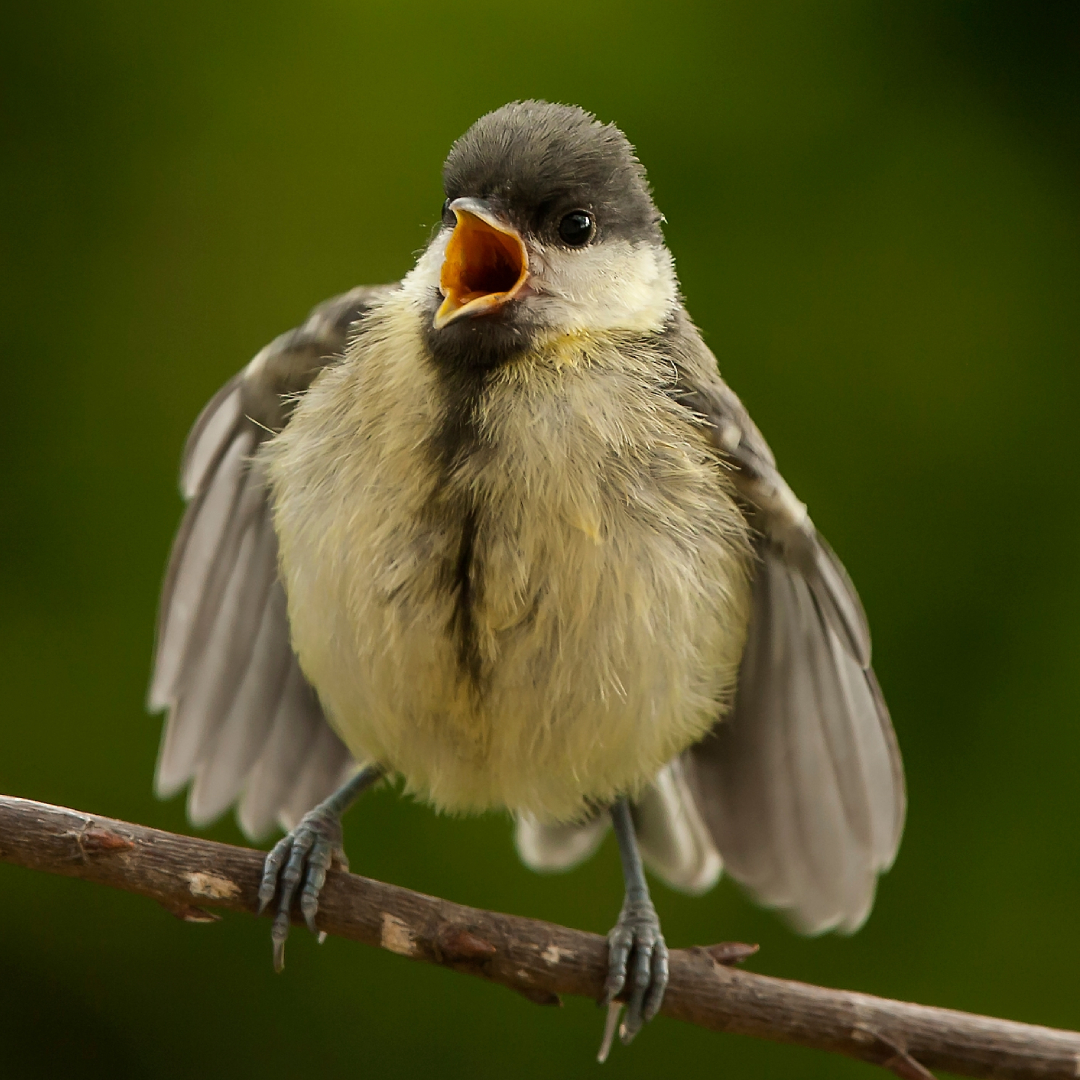 GREAT TIT (Parus major)